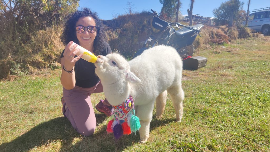 La coordinadora de viaje, disfrutando de la experiencia de dar el biberón a una alpaca baby en Perú